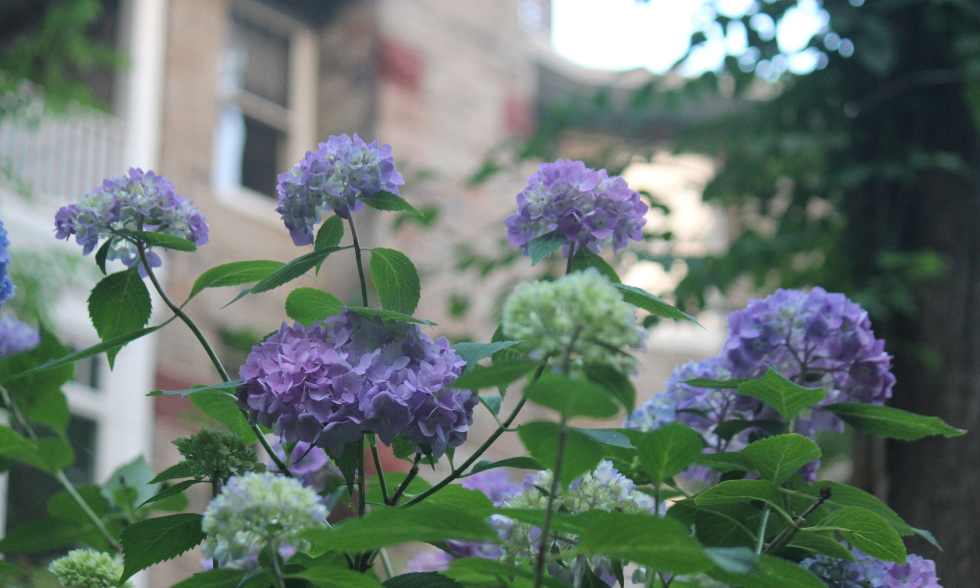 Hydrangeas in garden of Rockhaven B&B