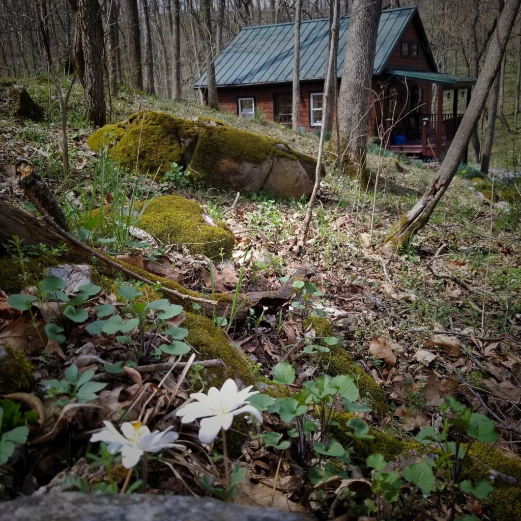 Knott Cabin, spring